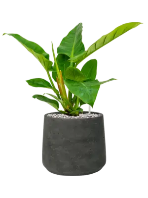Soil (Vulkastrat)