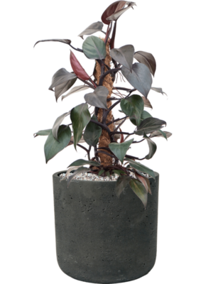 Soil (Vulkastrat)