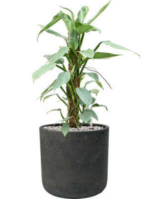 Soil (Vulkastrat)