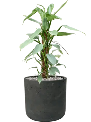 Soil (Vulkastrat)