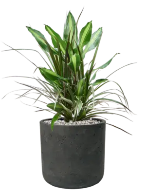 Soil (Vulkastrat)