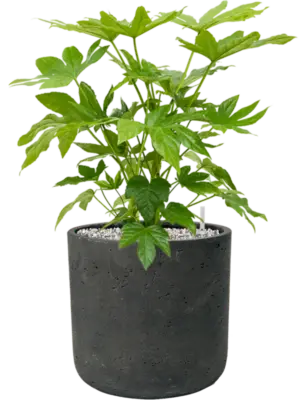 Soil (Vulkastrat)