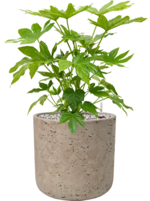 Soil (Vulkastrat)
