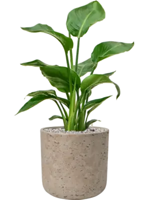 Soil (Vulkastrat)