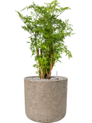 Soil (Vulkastrat)