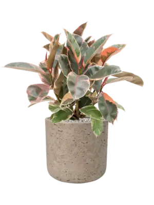Soil (Vulkastrat)
