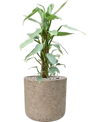 Soil (Vulkastrat)