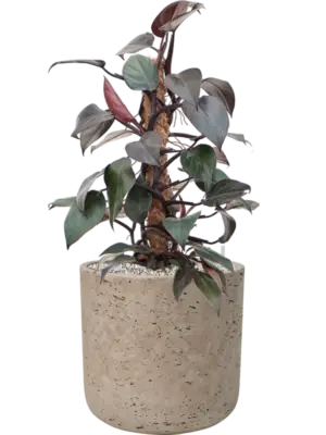 Soil (Vulkastrat)