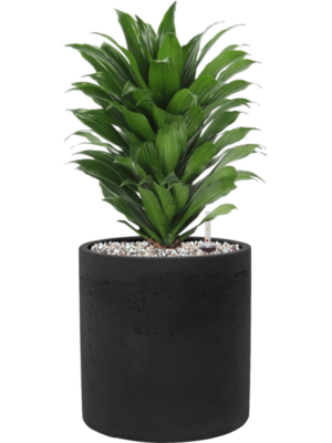 Soil (Vulkastrat)