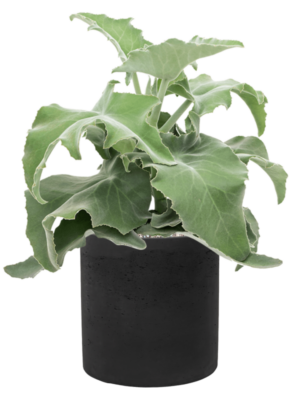 Soil (Vulkastrat)
