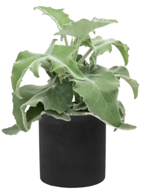 Soil (Vulkastrat)