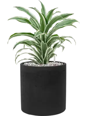 Soil (Vulkastrat)