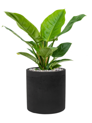 Soil (Vulkastrat)