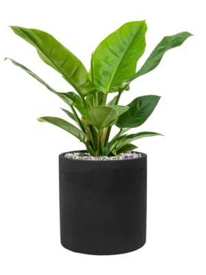 Soil (Vulkastrat)