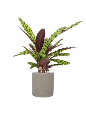 Soil (Vulkastrat)