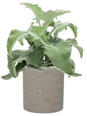 Soil (Vulkastrat)