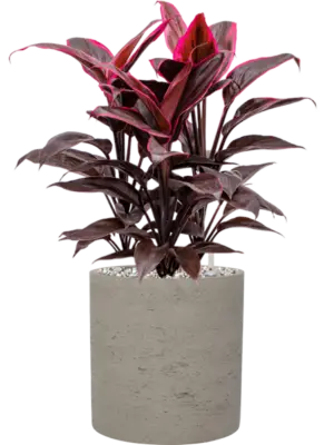 Soil (Vulkastrat)