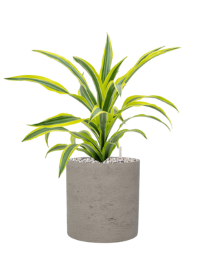 Soil (Vulkastrat)