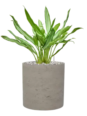 Soil (Vulkastrat)