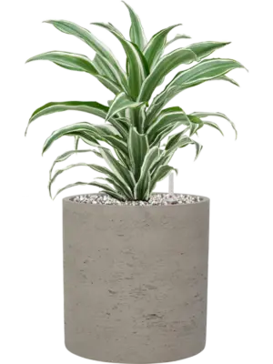 Soil (Vulkastrat)