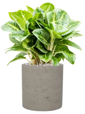 Soil (Vulkastrat)