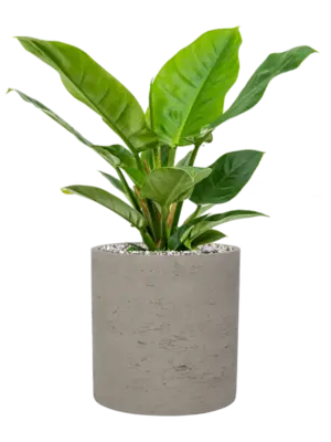 Soil (Vulkastrat)