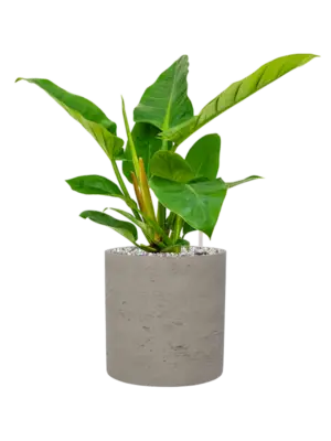 Soil (Vulkastrat)
