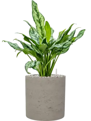 Soil (Vulkastrat)