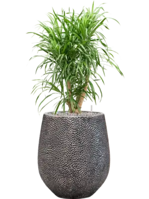 Soil (Vulkastrat)