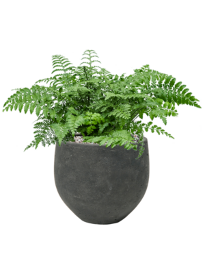 Soil (Vulkastrat)