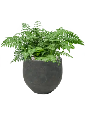 Soil (Vulkastrat)