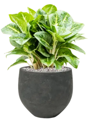 Soil (Vulkastrat)