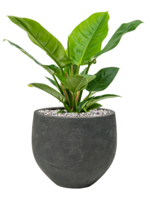 Soil (Vulkastrat)
