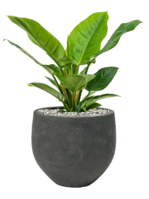 Soil (Vulkastrat)