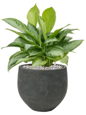Soil (Vulkastrat)