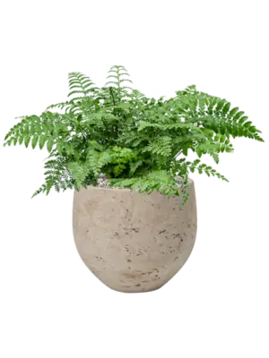 Soil (Vulkastrat)