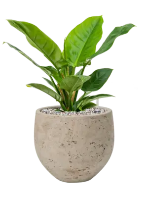 Soil (Vulkastrat)