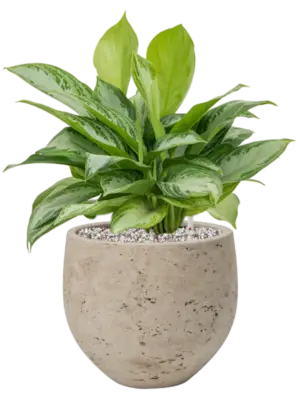 Soil (Vulkastrat)