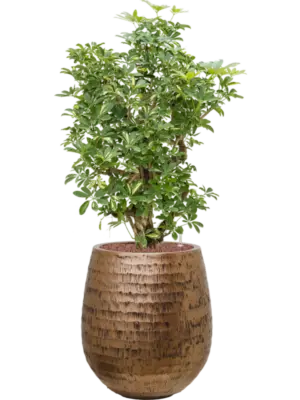 Hydroculture