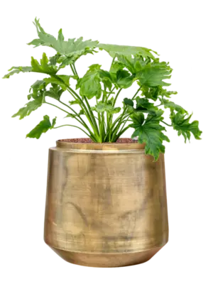 Hydroculture