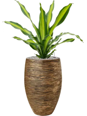 Soil (Vulkastrat)