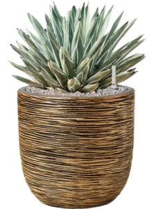 Nature Rib
