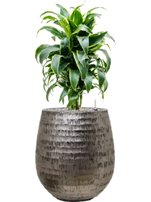 Soil (Vulkastrat)