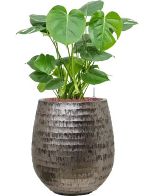 Hydroculture