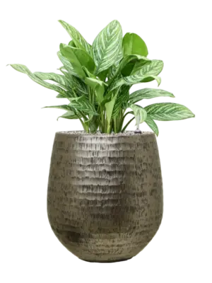 Soil (Vulkastrat)