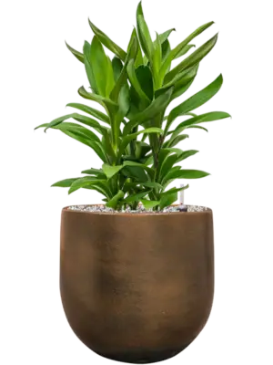 Soil (Vulkastrat)