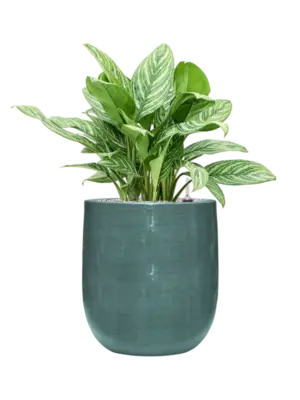 Soil (Vulkastrat)