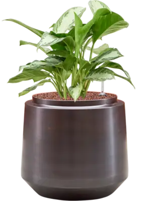 Hydroculture