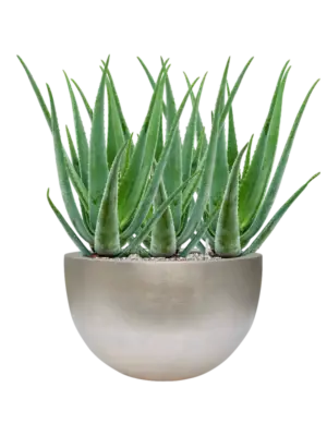 Soil (Vulkastrat)