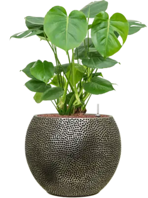 Hydroculture